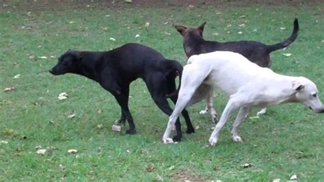 pornos con perros|Zoofilia con perros